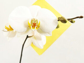 Closeup shot of blooming white phalaenopsis orchids