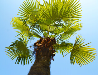 view of the crown of a palm tree from below