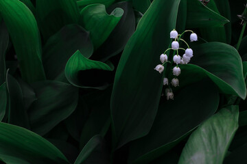 lily of the valley