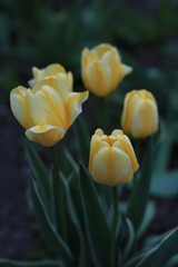 yellow tulip in the garden