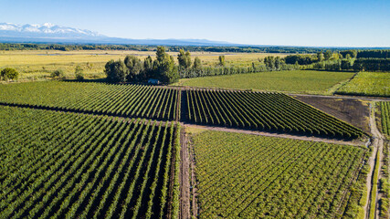 Fototapeta na wymiar Aerial view of vineyardes in Mendoza, Argentina, during the harvesting season