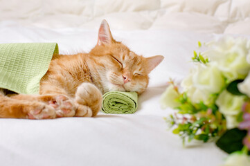 A ginger domestic cat sleeps with its head on a green towel. Pet care, relaxation and calming concept.