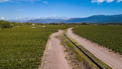 Fototapeta na wymiar Aerial view of vineyardes in Mendoza, Argentina, during the harvesting season