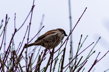 wróble w krzewie bezlistnym na przedwiośniu © Henryk Niestrój