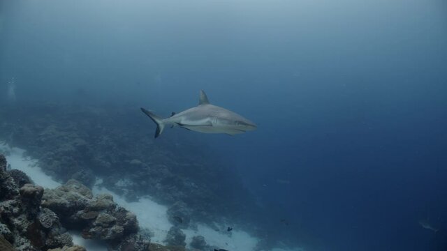 Gray Reef Shark swims towards and close to camera