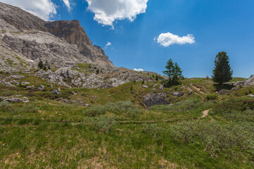 Lonely trees along a path with beautiful summer panorama of Mount Settsass in the background,...