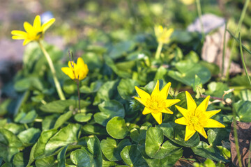 Ficaria Verna commonly known as Lesser Celandine or Pilewort a perennial flowering plant in the buttercup family Ranunculaceae