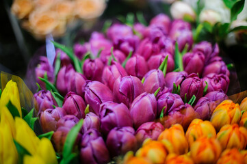 close-up of buds of purple tulips flowers. Fresh spring flowers in bouquet.