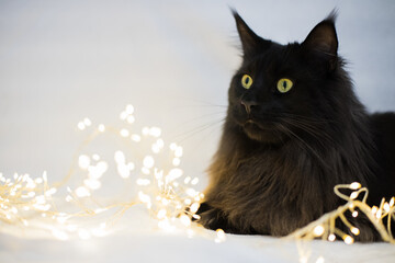 Maine coon cat in lights and white background, christmas cat