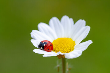 ladybug on camomile