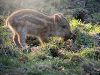 Cute wild boar searching for food