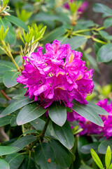 Beautiful lilac rhododendron flowers in the garden.