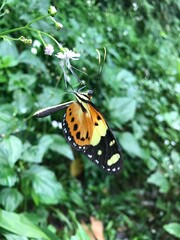 parede de borboleta