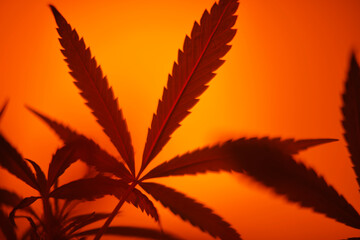 Cannabis, Orange Filter