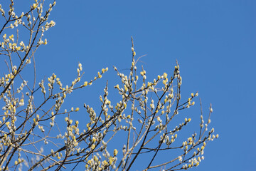 Flowering willow catkins against blurred background