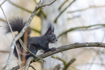 European brown squirrel in winter coat on a branch in the forest