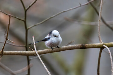 A tail tit looking for food at a feeder hanging from a branch in the forest