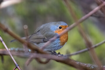 Robin the bird of the year 2021 on a branch