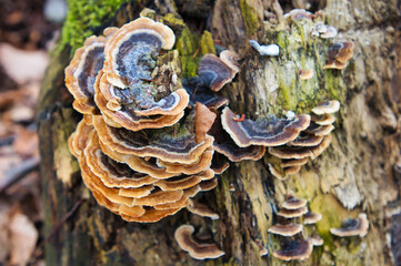 Baumpilz mit vielen Farben, Tecklenburger Bergpfad