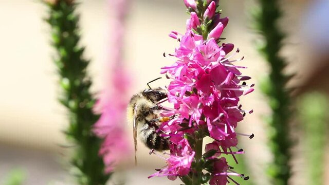 A bumble-bee collecting pollen in a violet flower. A humble-bee working on a garden flower.