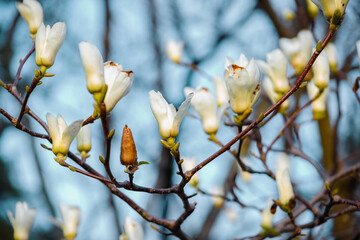 Tree branch with magnolia flowers. Magnolia flower bud in early spring. The beginning of the flowering of magnolia. Magnolia tree in early spring with young flower buds. 