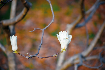 Tree branch with magnolia flowers. Magnolia flower bud in early spring. The beginning of the flowering of magnolia. Magnolia tree in early spring with young flower buds. 