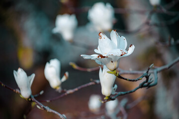 Tree branch with magnolia flowers. Magnolia flower bud in early spring. The beginning of the flowering of magnolia. Magnolia tree in early spring with young flower buds. 