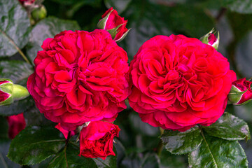 Beautiful red rose flower in the summer garden.