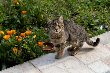 Little cat in the garden 