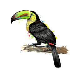 Toucan, tropical bird from a splash of watercolor, colored drawing, realistic. Vector illustration of paints