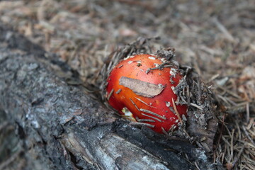 Closeup of a mushroom in nature