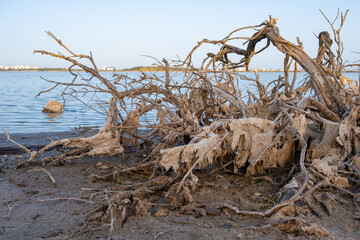 Broken dead tree branch on the shore of Larnaca salt-lake in Cyprus.