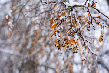 Close-up of linden branches with blooming withered linden flowers that have snowed with white fluffy snow