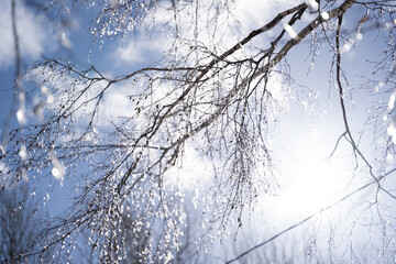 A close-up of birch branches on which snow has fallen and frozen small pieces of ice that reflect and look like shining diamonds on a sunny winter day.