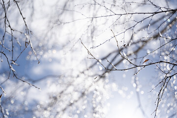 A close-up of birch branches on which snow has fallen and frozen small pieces of ice that reflect and look like shining diamonds on a sunny winter day.