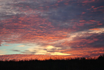 sunset in the field