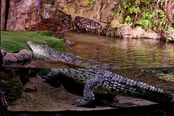 Aquarium of St. Petersburg in Russia, Nile crocodile in the aviary.
