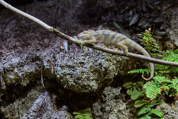 Panther Chameleon or Furcifer pardalis in a terrarium at the Oceanarium in St. Petersburg, Russia.
