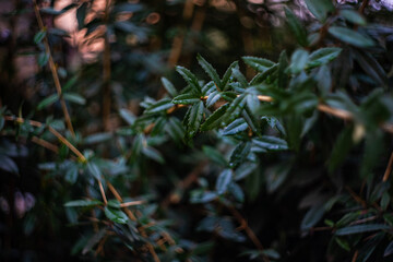 Defocused green leaves