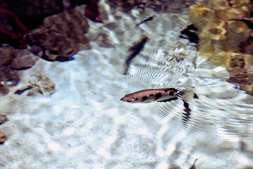 Toxotes jaculatrix or banded archerfish  is brackish water perciform fish  silvery in colour and...