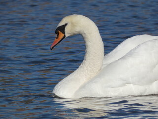 Mute swan (Cygnus olor) swimming in the river, Gdansk, Poland