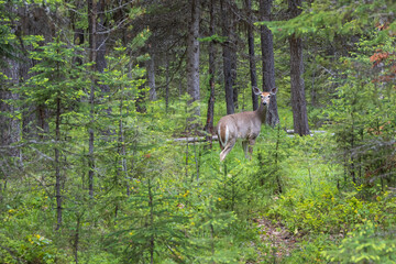 Obraz na płótnie Canvas Deer in the forest