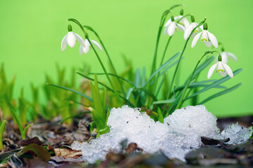 Tiny snowdrop flowers (galanthus nivalis) emerging in early spring