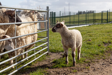 released young sheep