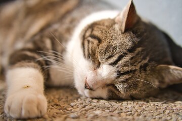 ねこのおひるね