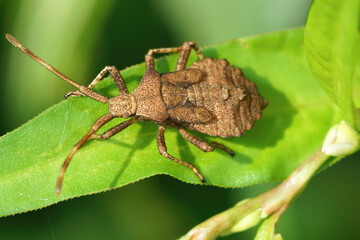 Detailed closeup of a nymph of the Dock bug, Coreus marginatus on a green leaf