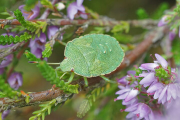 Closeup of a nymph of the green shieldbug, Palomena prasina on Common Heather, Calluna vulgaris