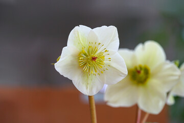 White flowers of Hellebore (Helleborus) Lenten Rose plant