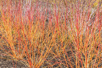 Border shot of Cornus sanguinea Anny's Winter Orange stems in winter, commonly know as dogwood