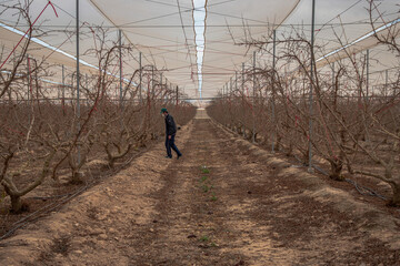 Obraz premium Young day laborer wearing a mask and a green cap walking through a pomegranate trees plantation